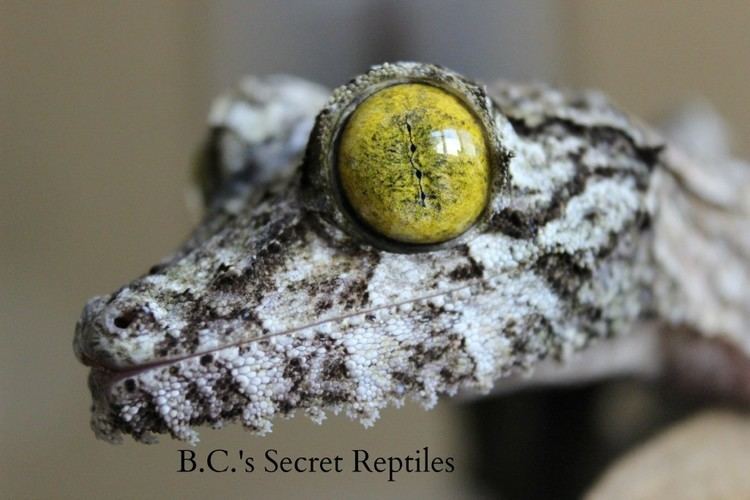 Uroplatus sameiti Uroplatus Sameiti large mossy leaftailed gecko BC39s Secret
