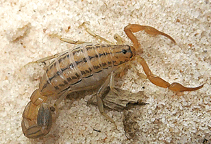 Uroplectes Scorpions Alive