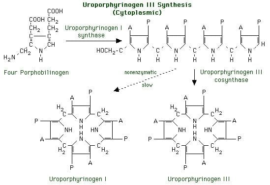 Uroporphyrinogen librarymedutaheduNetBiochemimagesrxn3gif