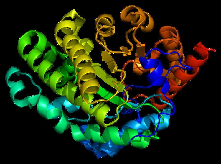 Uroporphyrinogen III decarboxylase