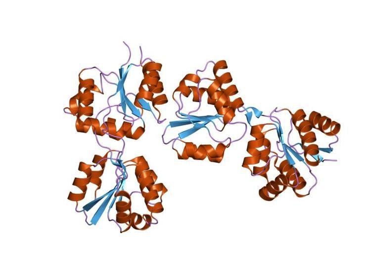 Uroporphyrinogen III synthase