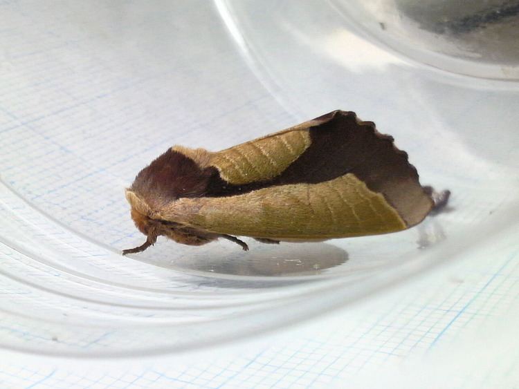 Uropyia meticulodina insect moth trickart oomizuao
