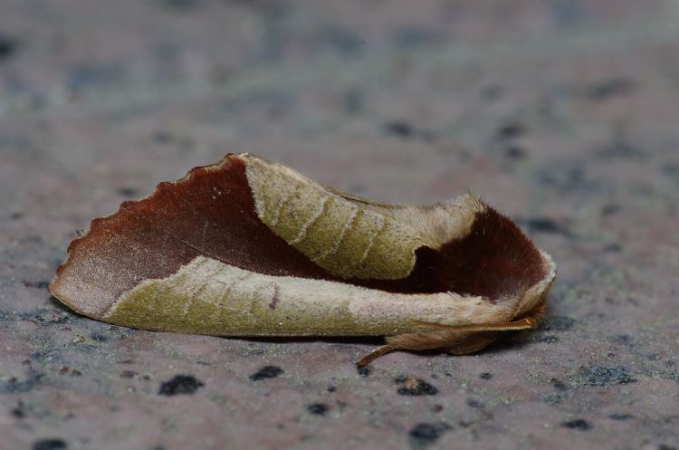 Uropyia meticulodina Uropyia meticulodina This is a moth that mimics dead leaf