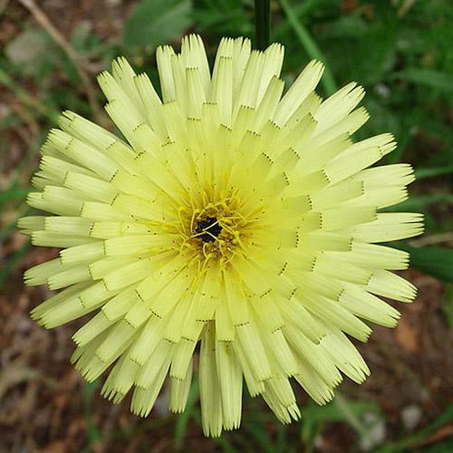 Urospermum UROSPERMUM DALECHAMPII SEEDS Smooth Golden Fleece