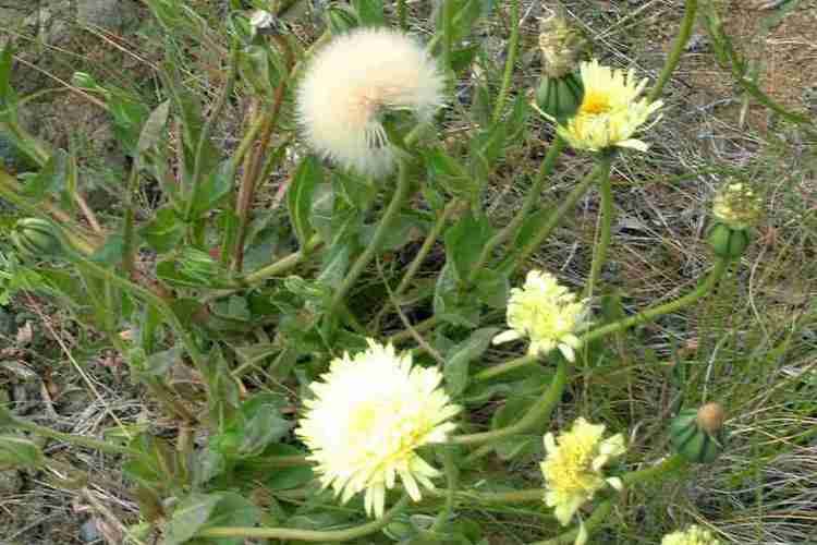 Urospermum Urospermum dalechampii