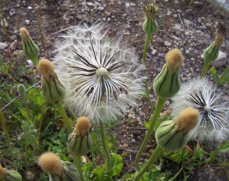 Urospermum CalPhotos Urospermum dalechampii