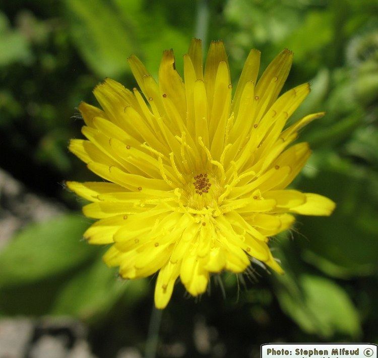 Urospermum picroides Wild Plants of Malta amp Gozo Plant Urospermum picroides Prickly