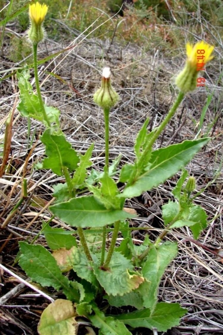 Urospermum picroides Flora Vascular Toda la informacin detallada sobre la Flora