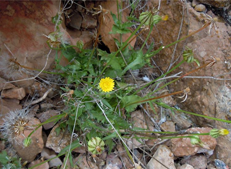 Urospermum picroides Urospermum picroides Plant Biodiversity of SouthWestern Morocco