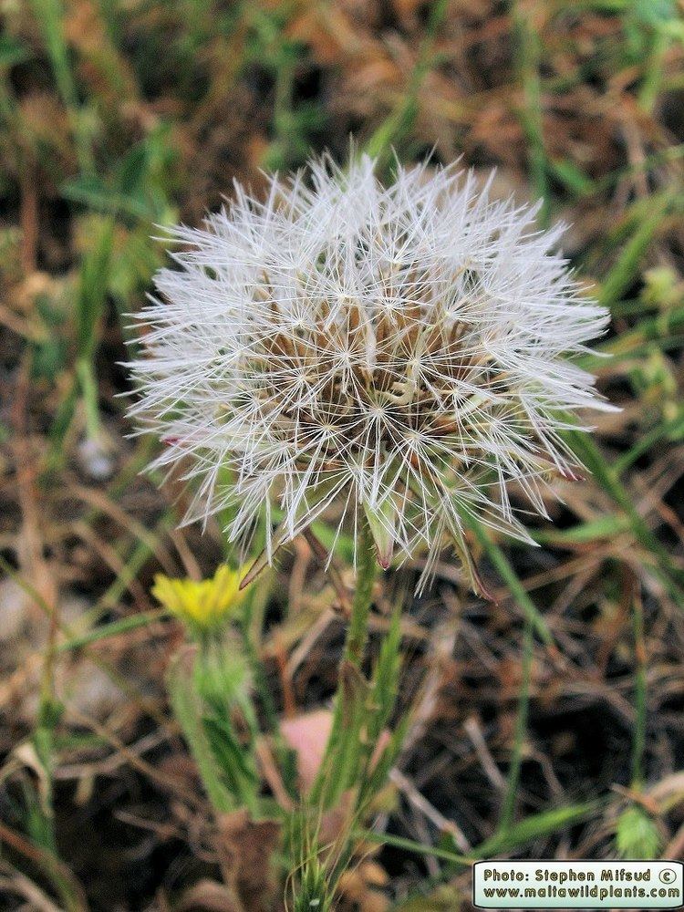 Urospermum picroides Wild Plants of Malta amp Gozo Plant Urospermum picroides Prickly