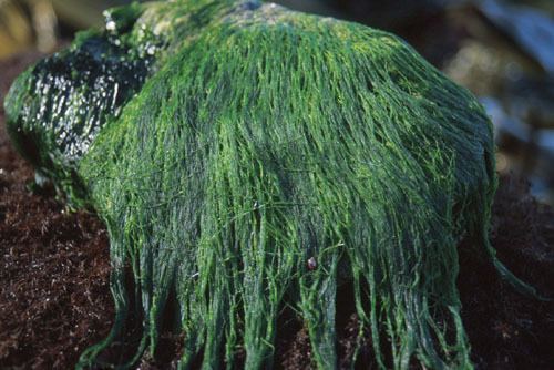 Urospora Seaweeds of Alaska