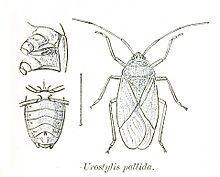 Urostylididae httpsuploadwikimediaorgwikipediacommonsthu