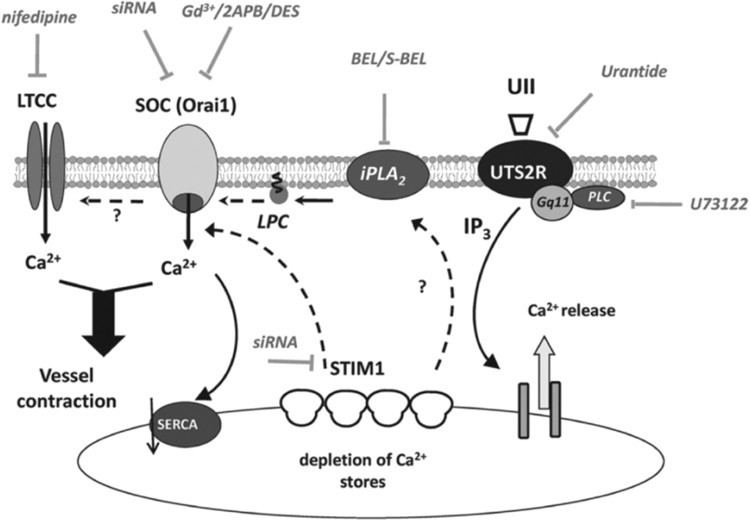 Urotensin-II UrotensinII Signaling Mechanism in Rat Coronary Artery