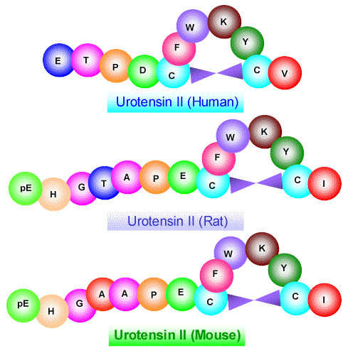 Urotensin-II Urotensin II