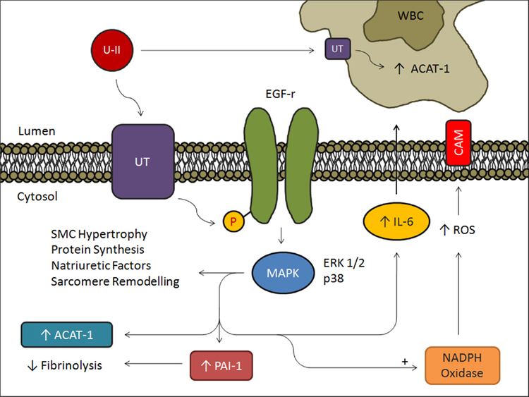 Urotensin-II Frontiers Potential Clinical Implications of the Urotensin II