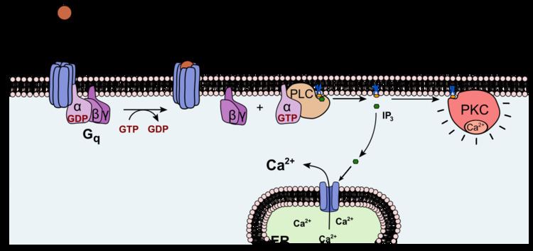 Urotensin-II receptor