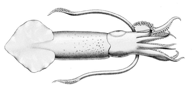 Uroteuthis Uroteuthis Wikipdia