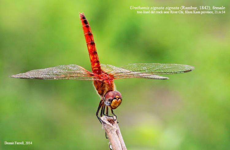 Urothemis signata Dragonflies amp damselflies of Thailand 10 Urothemis signata signata