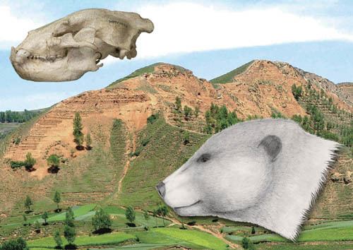 Ursavus Nearest Ancestor of Living Bears Discovered from Gansu China