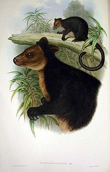 Ursine tree-kangaroo httpsuploadwikimediaorgwikipediacommonsthu
