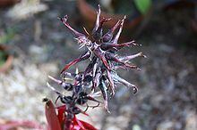 Ursulaea tuitensis httpsuploadwikimediaorgwikipediacommonsthu