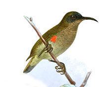 Ursula's sunbird httpsuploadwikimediaorgwikipediacommonsthu