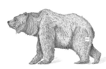 Ursus deningeri valentint Largest prehistoric animals Vol 1