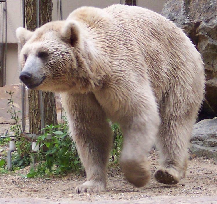 Ursus (genus) Syrian brown bear Wikipedia