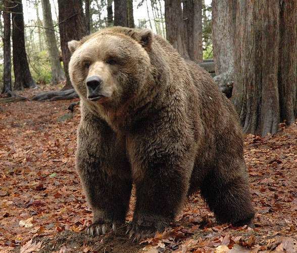 Ursus (genus) Grizzly bear Ursus arctos horribilis DinoAnimalscom