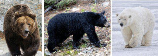 Ursus (genus) The Scientific Names of Animals Explained with Examples hubpages