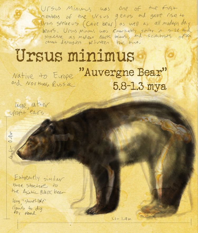 Ursus minimus pre15deviantartnet5c0bthprei2013001b3ur