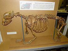 Ursus rossicus httpsuploadwikimediaorgwikipediacommonsthu