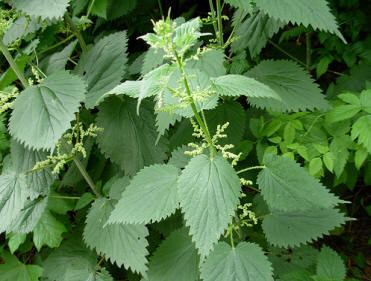 Urtica dioica Urtica dioica also known as the stinging nettle or common nettle is