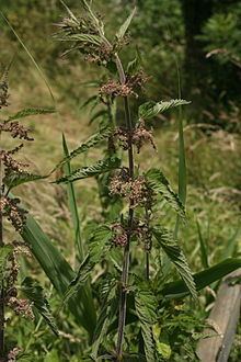Urtica dioica subsp. galeopsifolia httpsuploadwikimediaorgwikipediacommonsthu