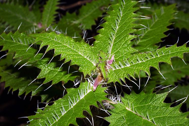 Urtica ferox Urtica ferox The University of Auckland