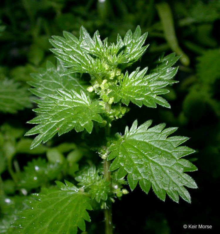 Urtica urens httpsnewfss3amazonawscomtaxonimages1000s1