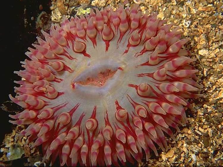 Urticina MarLIN The Marine Life Information Network Dahlia anemone