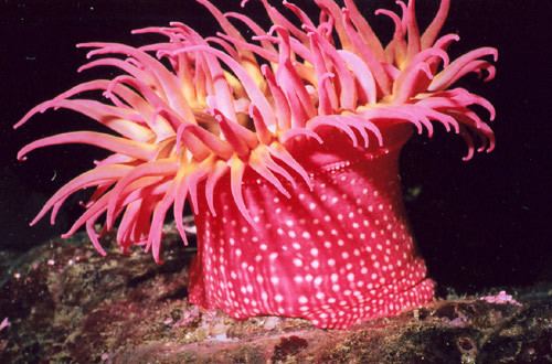Urticina lofotensis Pacific NW Marine Life Critter of the Month Archives