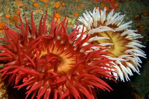 Urticina piscivora Fisheating anemone SIMoN