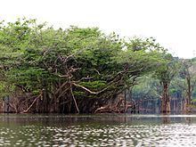 Urubu River (Amazonas) httpsuploadwikimediaorgwikipediacommonsthu