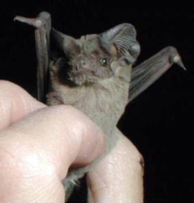 U.S. state bats