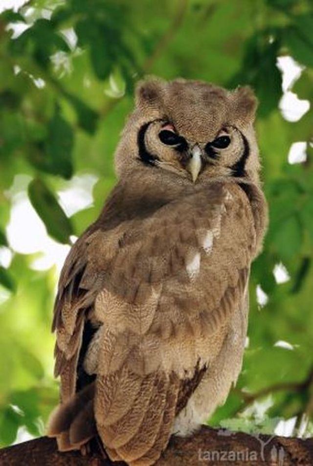 Usambara eagle-owl httpssmediacacheak0pinimgcom736x31e57a