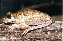 Usina tree frog httpsuploadwikimediaorgwikipediacommonsthu
