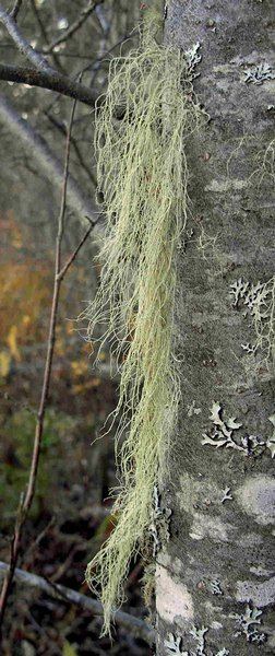 Usnea filipendula Ways of Enlichenment Lichens of North America
