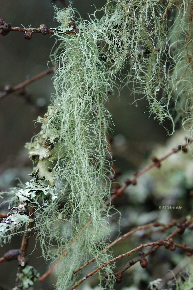 Usnea filipendula Usnea dasopoga filipendula images of British lichens