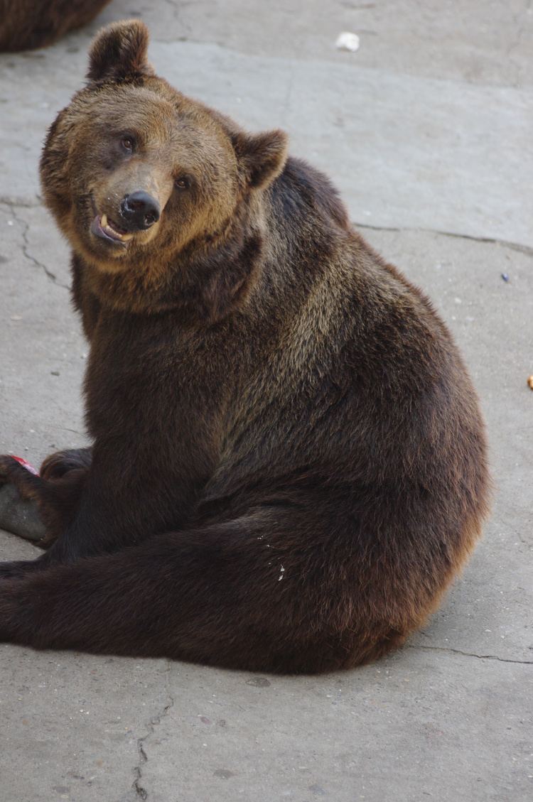 Ussuri brown bear Ussuri Brown Bear Ursus arctos lasiotus Redorbit