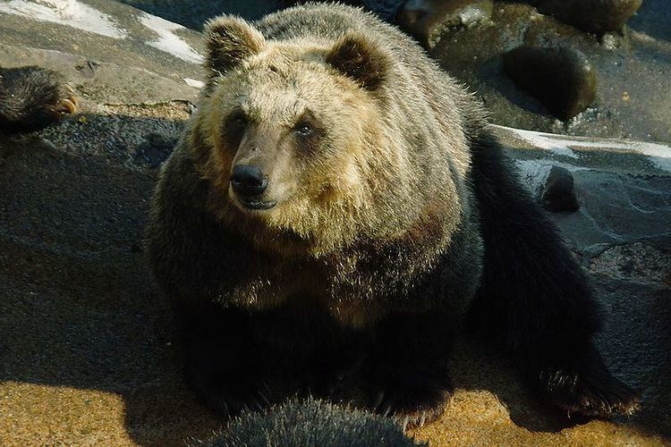Ussuri brown bear Definition gt Ussuri brown bear Ursus arctos lasiotus Black grizzly