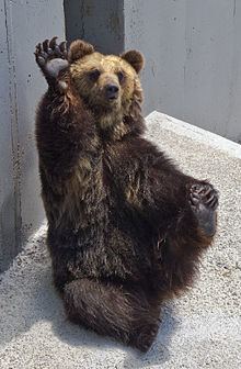 Ussuri brown bear httpsuploadwikimediaorgwikipediacommonsthu