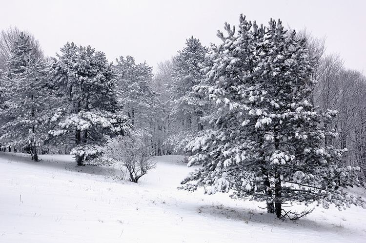 Ussurisky Nature Reserve