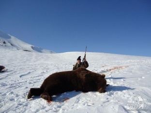 Ust-Kamchatsk Kamchatka Brown Bear Bear Predators Hunting Professional